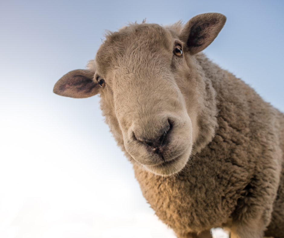 Mouton de l’Aïd Al adha