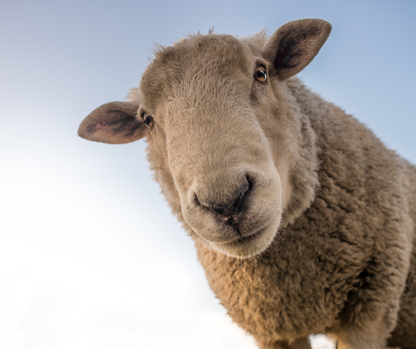 Mouton de l’Aïd Al adha