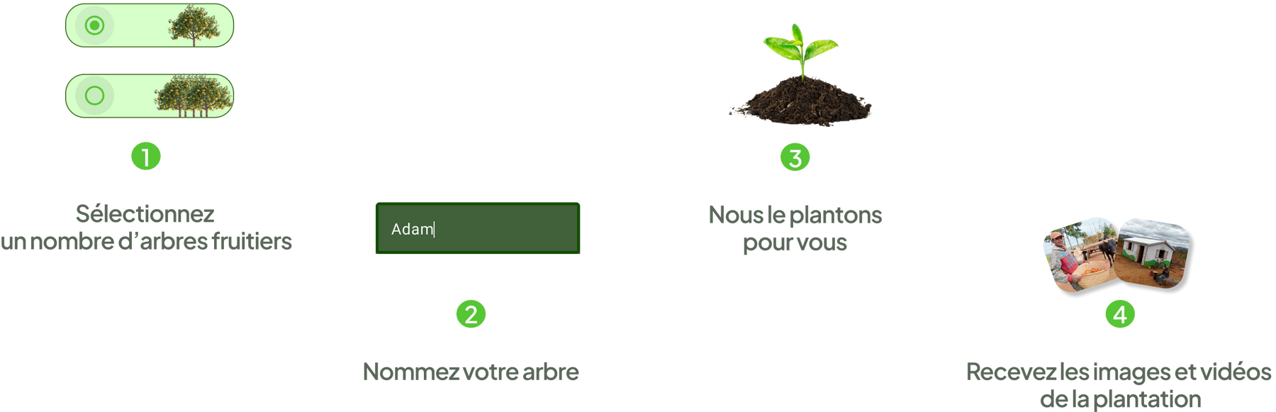 Les 4 étapes de la plantation d'arbres avec Soliferme